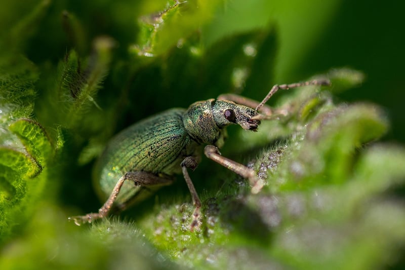 Pest Management Tricks