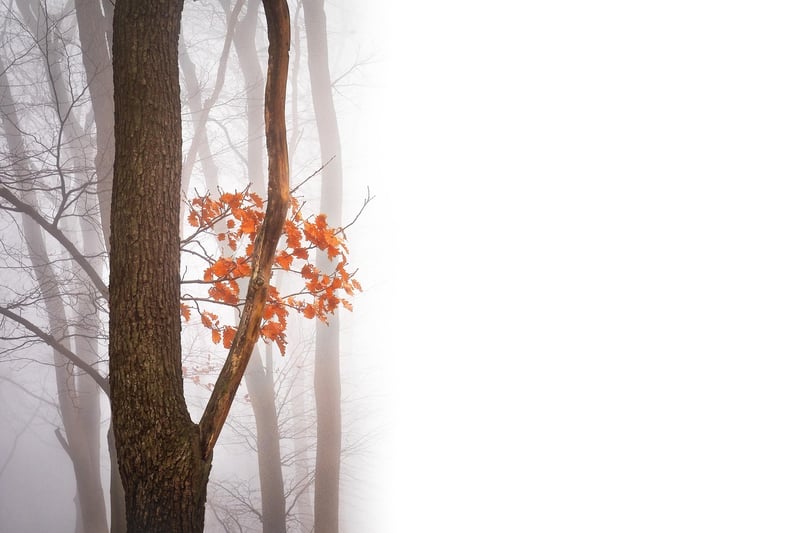 Autumn Landscape