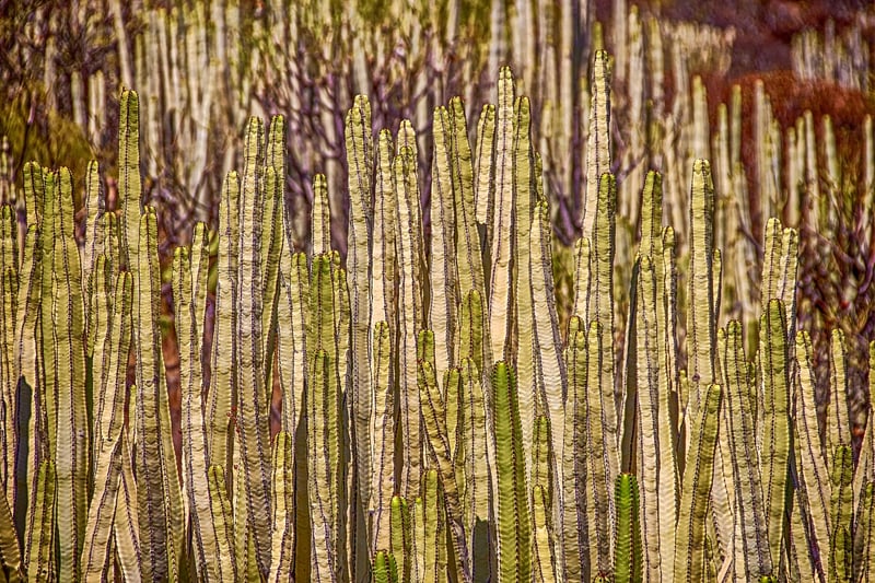 Succulents and Cacti