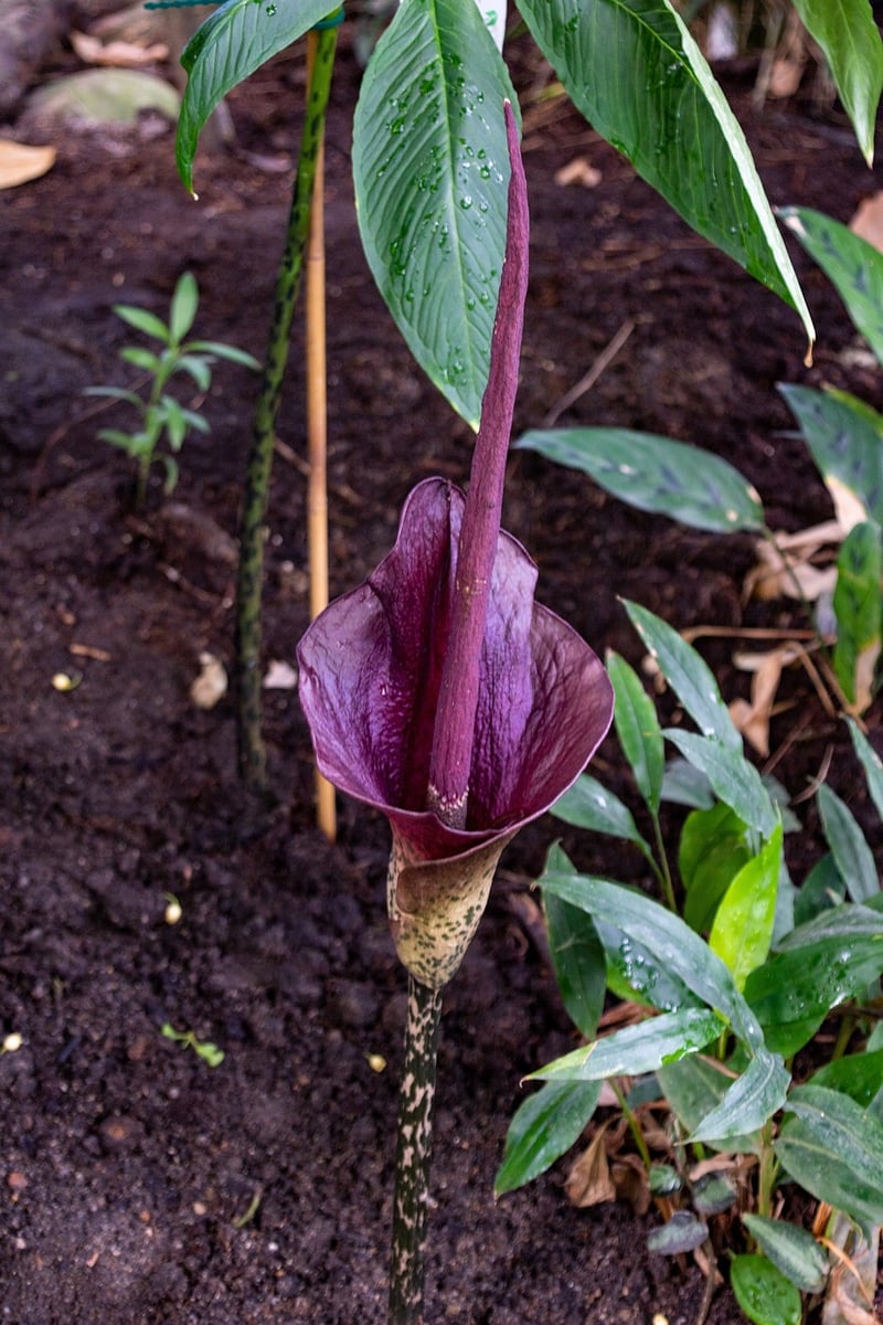 Corpse Flower