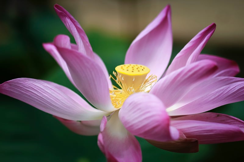 Flowering Plant
