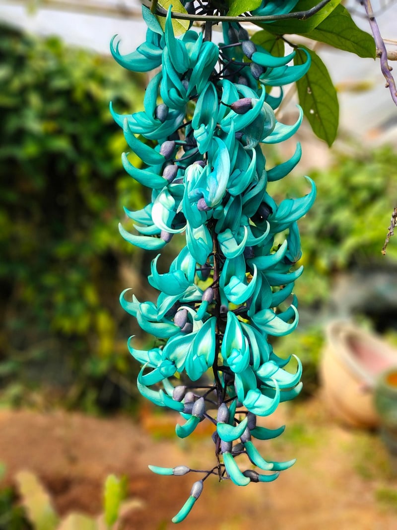 Jade Vine