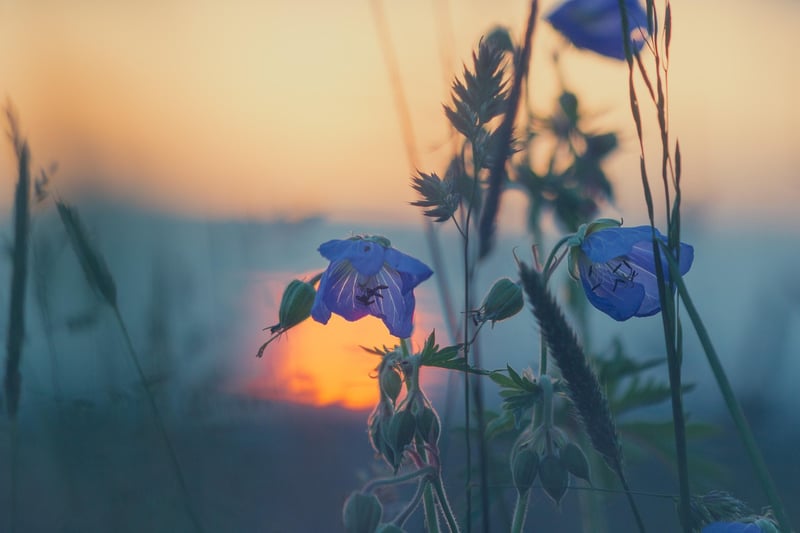 Summer Sunset