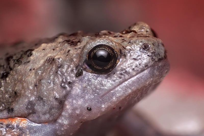 Toad